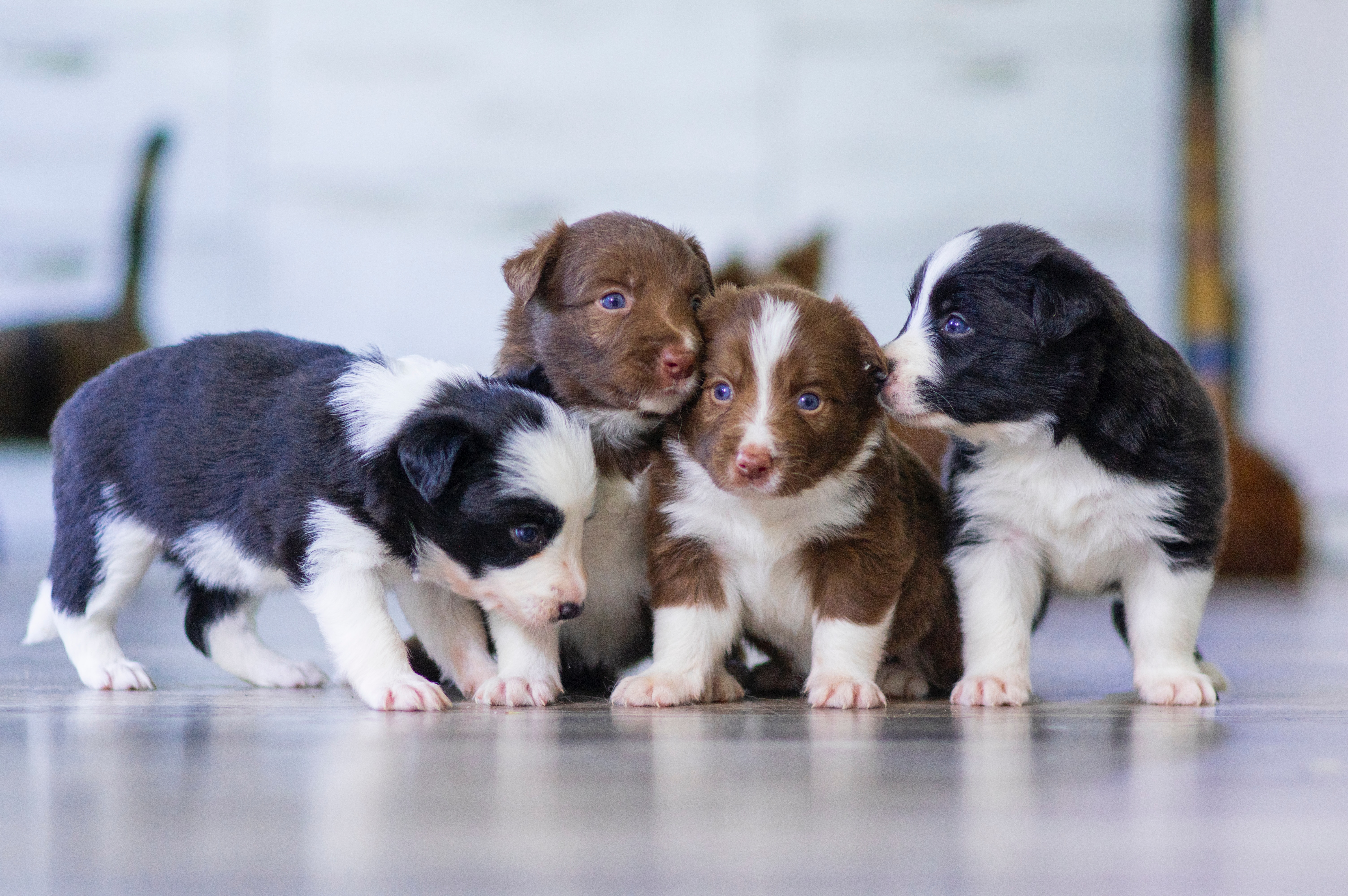 veterinary and pet market Europe